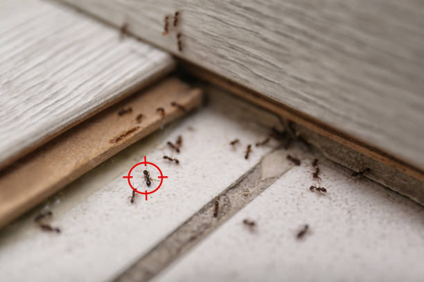 Professional Pest Control in Chouteau, OK