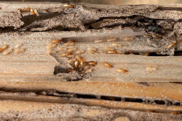 Best Commercial Pest Control Services  in Chouteau, OK